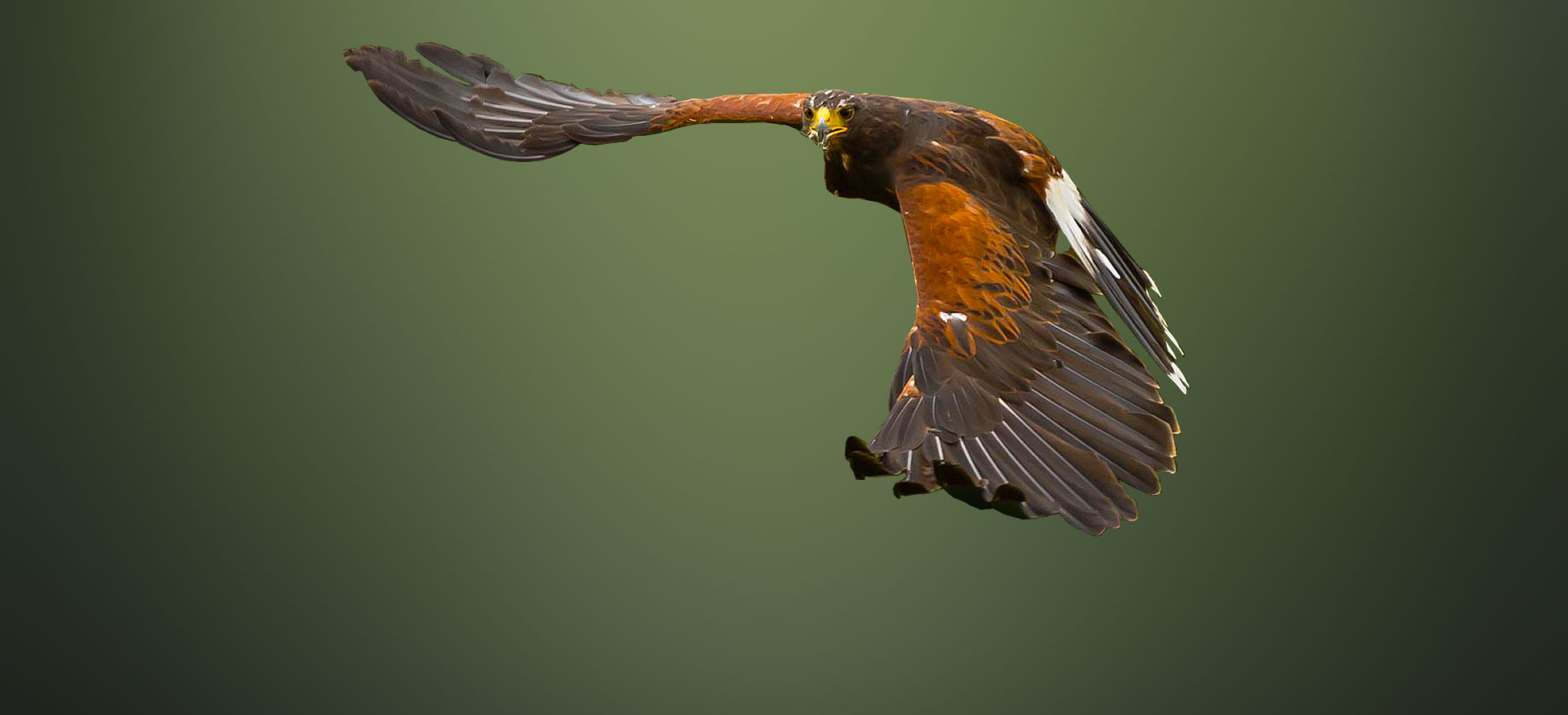 The North Devon Bird of Prey Centre